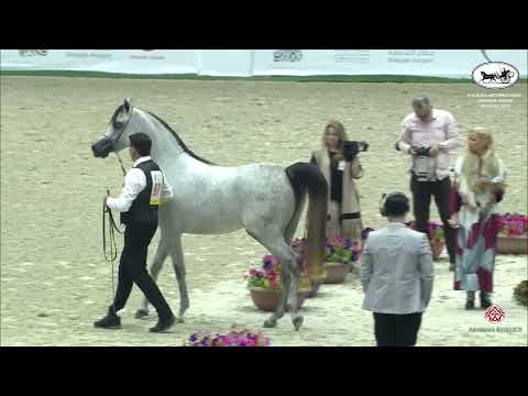 N 97 AJ AL BRRAQAH AL KHAMISAH   Sharjah International Arabian Horse Festival 2022   Fillies 3 Years