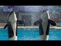 Orca Encounter at SeaWorld Orlando 3.16.24