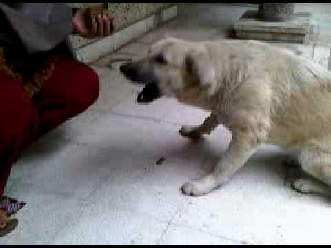 deepa feeding dog.3GP