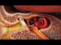 How The Ear Works 3D Medical Animation ABP
