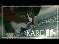 Maplewood Cat Survives Washing Machine Cycle