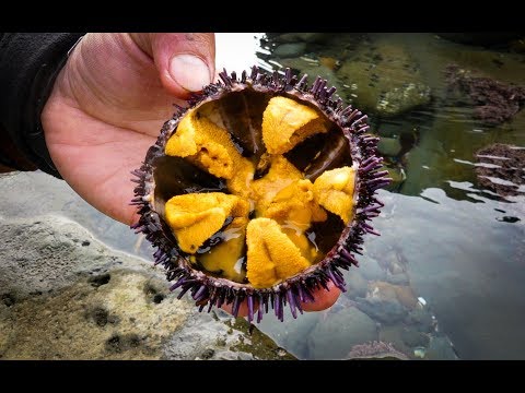 Catch and SUSHI Ep.2: UNI (Sea Urchin)
