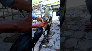 Download lagu Wido chicken has a proportional body posture again #chicken #animals #funny mp3