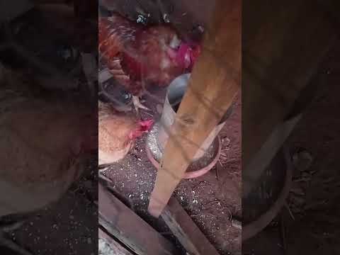 Vida simples em Aparecida de Goiânia-GO #dicasdecasa #resenhadeprodutos #jardimemcasa