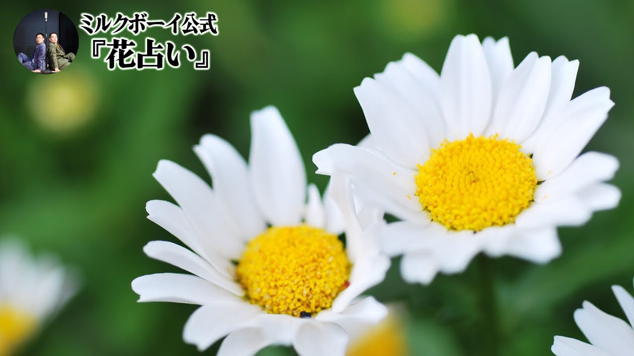 【おやすみミルクボーイ】花占い／ミルクボーイ公式