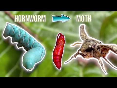 The Life Cycle Of A Hornworm…and my unexpected friendship with a moth