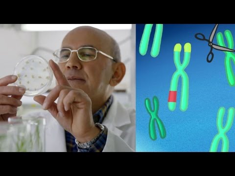 CRISPR bei Pflanzen: Zum Beispiel Weizen