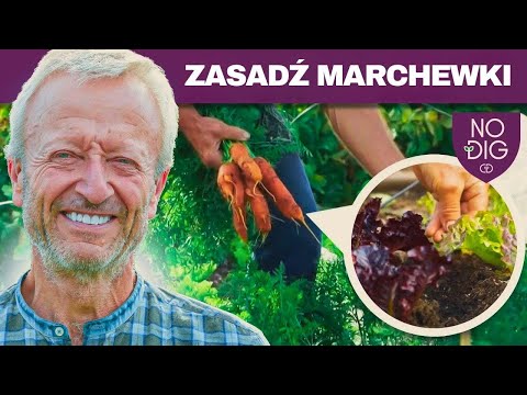 Uprawa marchwi bez przekopywania, prościej niż myślisz