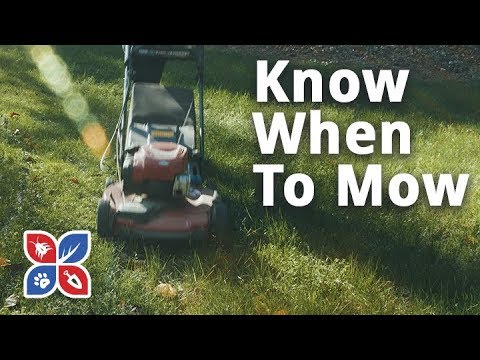  Do My Own Lawn Care - Know When to Mow  Video 