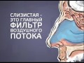 Проверка носа и перегородки, операция в НИКИО Свержевского