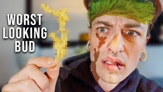 Finding &#39;Dr Grinspoon&#39; In Amsterdam (The Worst Looking Bud)