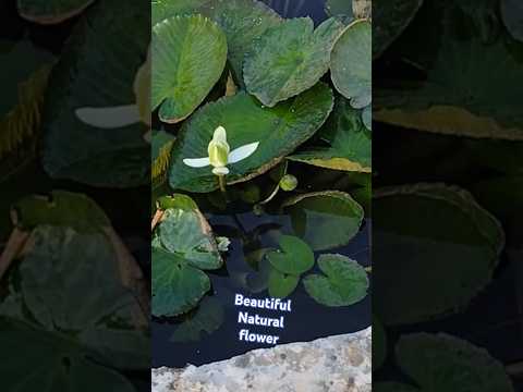 Beautiful Natural Flowers Bhopal#shortvideo#youtubeshorts#viral#shors#ytshorts#mukund