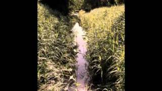 Van Morrison - See Me Through (A Night In San Francisco 1994)