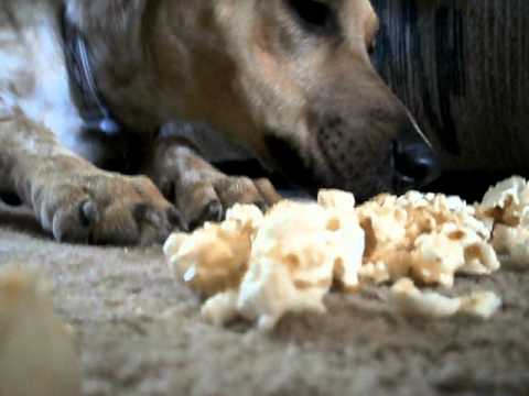 How much popcorn can a dog eat?