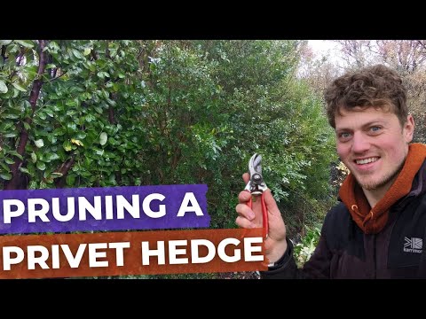 How to Prune a large Privet Hedge Reduction with Hand Tools