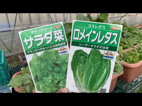 ロメイン・レタス 植物