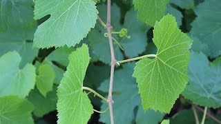 P.C.~Altar's Fire & Wisdom~7/15/16