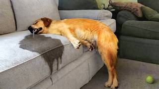 ANIMAIS EXTREMAMENTE SONOLENTOS QUE FARÃO VOCÊ RIR!