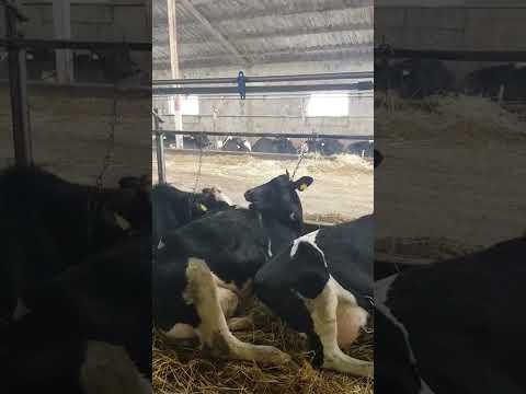 , title : 'Корова облизывается. Отдых на молочной ферме КРС. Молочная порода коров #shorts'