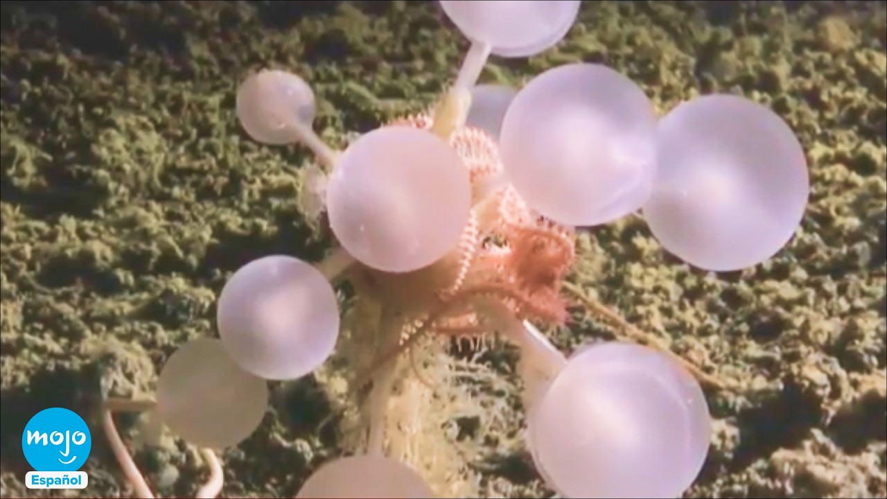 ¡Top 10 especies más aterradoras descubiertas en esta década!