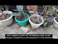 How To Drench Plant With Complete Fertilizer