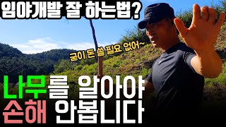 [임야개발] 나무(조경수)를 알아야 이익이 극대화 됩니다. 엄한 돈 안씁니다.[임야 컨설팅 시리즈 2]