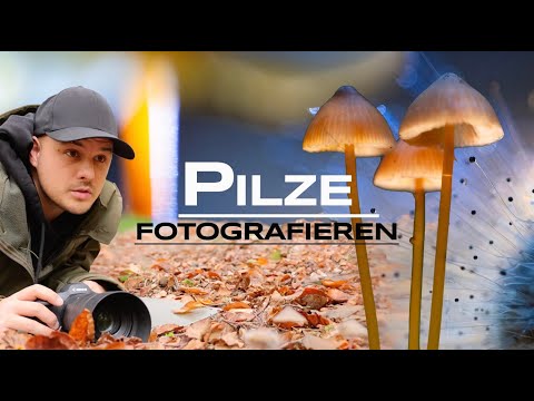 Pilze fotografieren - 5 Tipps für bessere Fotos - Naturfotografie Tutorial