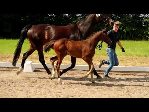 Stute, geb. 08.05.2021 – V: Hickstead White M: Castus – Gloster