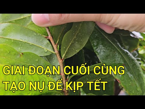 🔴 QBS23453 - TẠO NỤ MAI VÀNG THÁNG 8 ÂM LỊCH GIAI ĐOẠN CUỐI CÙNG CỦA MIỀN BẮC | CHĂM SÓC MAI VÀNG