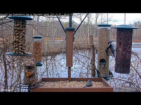 Forest Residents Stop For Breakfast At Cornell Feeders – Dec. 15, 2021