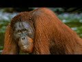 Hungry Orangutan Tries To Adjust To Living In The Wild BBC Earth