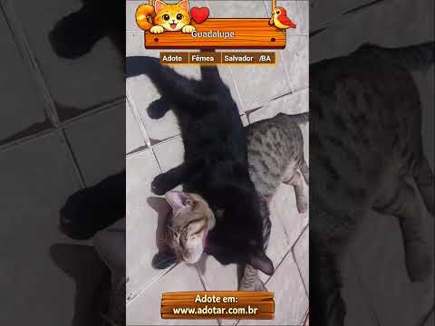 Vídeo de Guadalupe 