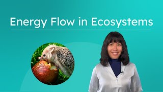 Energy Flow in Ecosystems - Food Chains and Food Webs