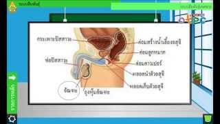 สื่อการเรียนการสอน ระบบสืบพันธุ์ม.2วิทยาศาสตร์