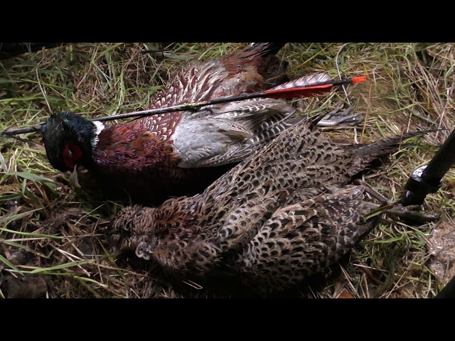 Výslovnost videa pheasant v Anglický