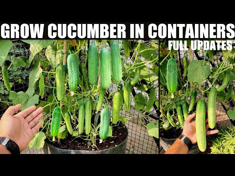 , title : 'How to Grow Cucumbers to Produce a Lot of Fruit in Pots | FULL INFORMATION'