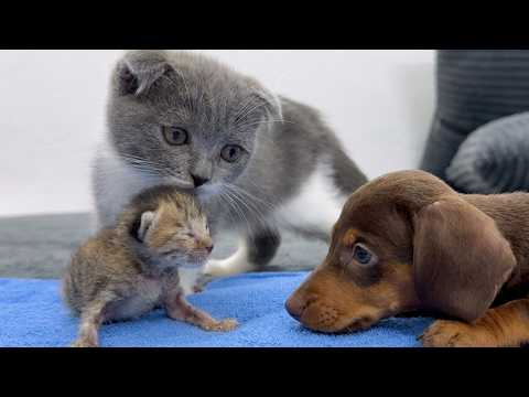 YouTube 썸네일