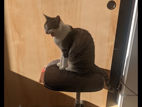 Serving The Feline Masters: A Chair To Follow The Sunny Spot