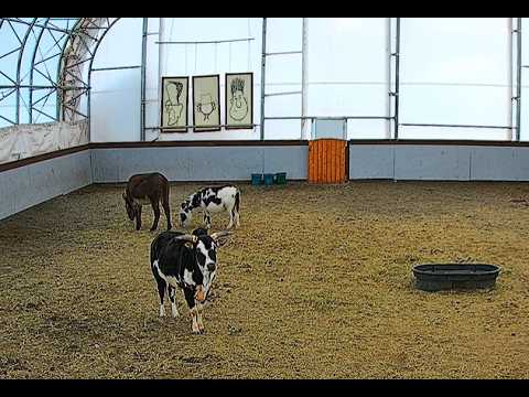 Goldy's Farm Animal Sanctuary