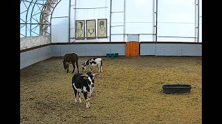 Goldy's Farm Barn Cam live webcam