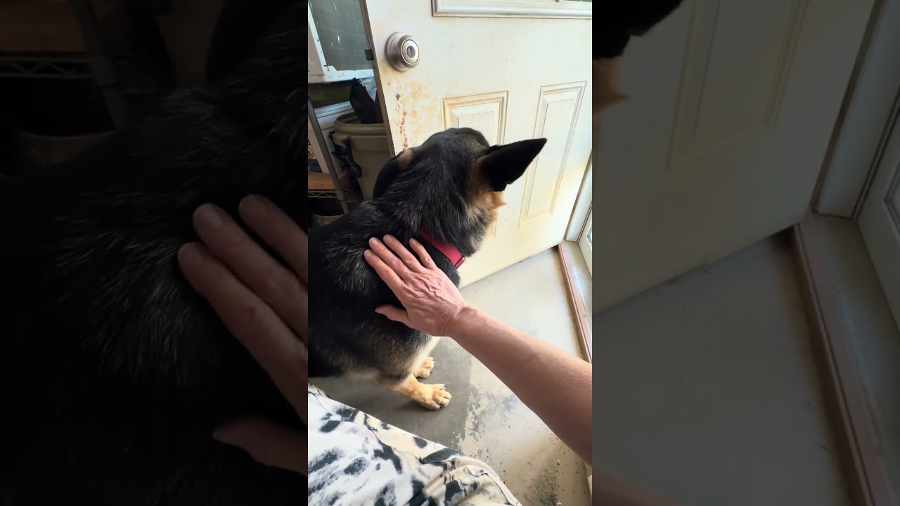 Enlarge Satchmo, an adoptable German Shepherd Dog in Nashua, NH video 6/6