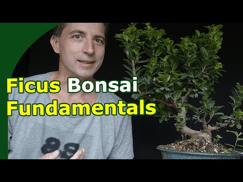 How to Grow Ficus Bonsai