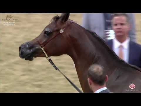 N 74 SH JULIA   29th Qatar Intl A H  Show 2020   4 6 Years Old Mares Class 4B