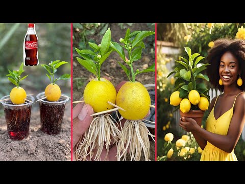 Growing a Lemon Tree from a Lemon Fruit | Nature’s Amazing Miracle | our Garden |