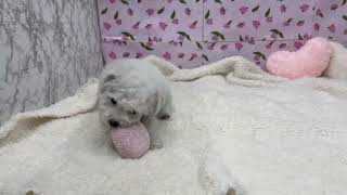 ビションフリーゼの動画01