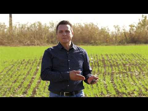 TerraSorb - Antigelul pentru grau, rapita si orz!