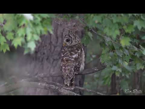 Barred Owl Hunting Crawfish (Crayfish? Crawdad?)