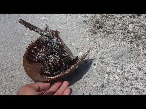 download lagu mp3 mp4 Cucaracha De Mar, download lagu Cucaracha De Mar gratis, unduh video klip Cucaracha De Mar