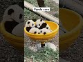 Panda Core Panda Cuteanimals Animals