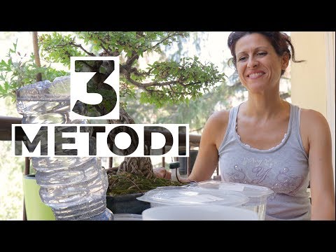 Come INNAFFIARE le PIANTE quando vai IN VACANZA